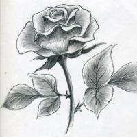 Как нарисовать розу - пошаговый туториал